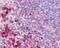 TNF Receptor Associated Factor 6 antibody, 49-140, ProSci, Immunohistochemistry frozen image 