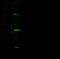 Golgi Membrane Protein 1 antibody, 13066-MM30, Sino Biological, Western Blot image 