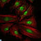 CAMP Responsive Element Binding Protein 1 antibody, LS-C812550, Lifespan Biosciences, Immunofluorescence image 