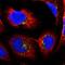 Pyridoxal Dependent Decarboxylase Domain Containing 1 antibody, NBP2-47336, Novus Biologicals, Immunofluorescence image 