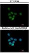 Sin3A Associated Protein 130 antibody, GTX112169, GeneTex, Immunofluorescence image 