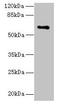 CWF19 Like Cell Cycle Control Factor 1 antibody, CSB-PA727965LA01HU, Cusabio, Western Blot image 