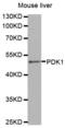 Pyruvate Dehydrogenase Kinase 1 antibody, abx000875, Abbexa, Western Blot image 