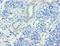 WD Repeat Domain 77 antibody, LS-C379216, Lifespan Biosciences, Immunohistochemistry frozen image 