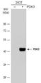 Pyruvate Dehydrogenase Kinase 3 antibody, NBP1-32581, Novus Biologicals, Western Blot image 