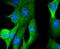 Forkhead Box O1 antibody, NBP2-67463, Novus Biologicals, Immunofluorescence image 