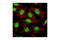 Small Ubiquitin Like Modifier 1 antibody, 4930P, Cell Signaling Technology, Immunofluorescence image 