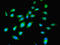 O-Linked N-Acetylglucosamine (GlcNAc) Transferase antibody, LS-C370075, Lifespan Biosciences, Immunofluorescence image 