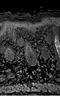 Synaptosome Associated Protein 25 antibody, NB600-692, Novus Biologicals, Immunofluorescence image 