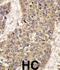 Caspase 6 antibody, abx027235, Abbexa, Western Blot image 