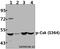 C-Terminal Src Kinase antibody, A00799S364, Boster Biological Technology, Western Blot image 