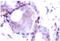 c-Myc antibody, AP01637PU-N, Origene, Immunohistochemistry frozen image 