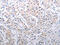 Solute Carrier Family 39 Member 6 antibody, CSB-PA933661, Cusabio, Immunohistochemistry paraffin image 