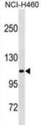 Thrombospondin 4 antibody, abx031178, Abbexa, Western Blot image 