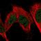 Fructosamine 3 Kinase Related Protein antibody, HPA056172, Atlas Antibodies, Immunofluorescence image 
