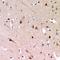 Zona Pellucida Glycoprotein 2 antibody, orb382496, Biorbyt, Immunohistochemistry paraffin image 