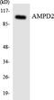 Adenosine Monophosphate Deaminase 2 antibody, LS-C200123, Lifespan Biosciences, Western Blot image 