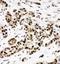 X-Ray Repair Cross Complementing 5 antibody, PA1641-1, Boster Biological Technology, Immunohistochemistry frozen image 