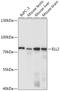 Elongation Factor For RNA Polymerase II 2 antibody, 18-022, ProSci, Western Blot image 