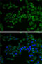 Transcription factor E2F6 antibody, 18-784, ProSci, Immunofluorescence image 