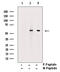 Cbfa1 antibody, GTX00812, GeneTex, Western Blot image 