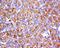 Adhesion Molecule With Ig Like Domain 2 antibody, orb155653, Biorbyt, Immunohistochemistry paraffin image 