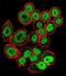 MutL Homolog 1 antibody, LS-C164216, Lifespan Biosciences, Immunofluorescence image 