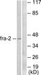 FOS Like 2, AP-1 Transcription Factor Subunit antibody, LS-C118453, Lifespan Biosciences, Western Blot image 