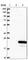 Arginine vasopressin-induced protein 1 antibody, HPA037649, Atlas Antibodies, Western Blot image 