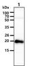 Myosin Light Chain 2 antibody, NBP1-30249, Novus Biologicals, Western Blot image 