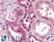 SMAD Family Member 3 antibody, LS-B2555, Lifespan Biosciences, Immunohistochemistry frozen image 