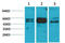 Flotillin 2 antibody, STJ97500, St John