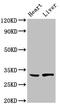 Syndecan Binding Protein antibody, CSB-PA020893LA01HU, Cusabio, Western Blot image 