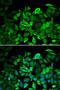 Annexin A1 antibody, orb129512, Biorbyt, Immunofluorescence image 