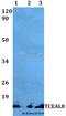 Transcription Elongation Factor A Like 8 antibody, A18612, Boster Biological Technology, Western Blot image 