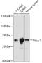 Chloride Channel CLIC Like 1 antibody, 18-029, ProSci, Western Blot image 