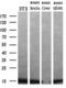 Profilin 1 antibody, MA5-25113, Invitrogen Antibodies, Western Blot image 