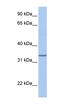 SAM Pointed Domain Containing ETS Transcription Factor antibody, orb329667, Biorbyt, Western Blot image 