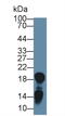 TP antibody, MBS2027834, MyBioSource, Western Blot image 