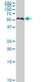 SMAD Family Member 1 antibody, LS-C133299, Lifespan Biosciences, Western Blot image 