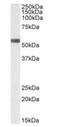 Transforming Growth Factor Beta 2 antibody, orb1780, Biorbyt, Western Blot image 