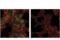 DNA Methyltransferase 3 Alpha antibody, 32578S, Cell Signaling Technology, Immunofluorescence image 