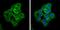 Angiomotin Like 2 antibody, PA5-78495, Invitrogen Antibodies, Immunofluorescence image 
