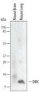 C-X-C Motif Chemokine Ligand 17 antibody, MA5-24222, Invitrogen Antibodies, Western Blot image 