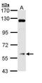 Patatin Like Phospholipase Domain Containing 2 antibody, PA5-29064, Invitrogen Antibodies, Western Blot image 