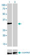 Homeobox C4 antibody, LS-C197440, Lifespan Biosciences, Western Blot image 