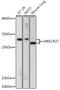 WBSCR27 antibody, 16-480, ProSci, Western Blot image 