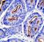 Folate Hydrolase 1 antibody, F43183-0.4ML, NSJ Bioreagents, Immunofluorescence image 