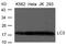 Microtubule Associated Protein 1 Light Chain 3 Alpha antibody, 79-626, ProSci, Western Blot image 