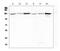 Cadherin 2 antibody, MA1067, Boster Biological Technology, Western Blot image 